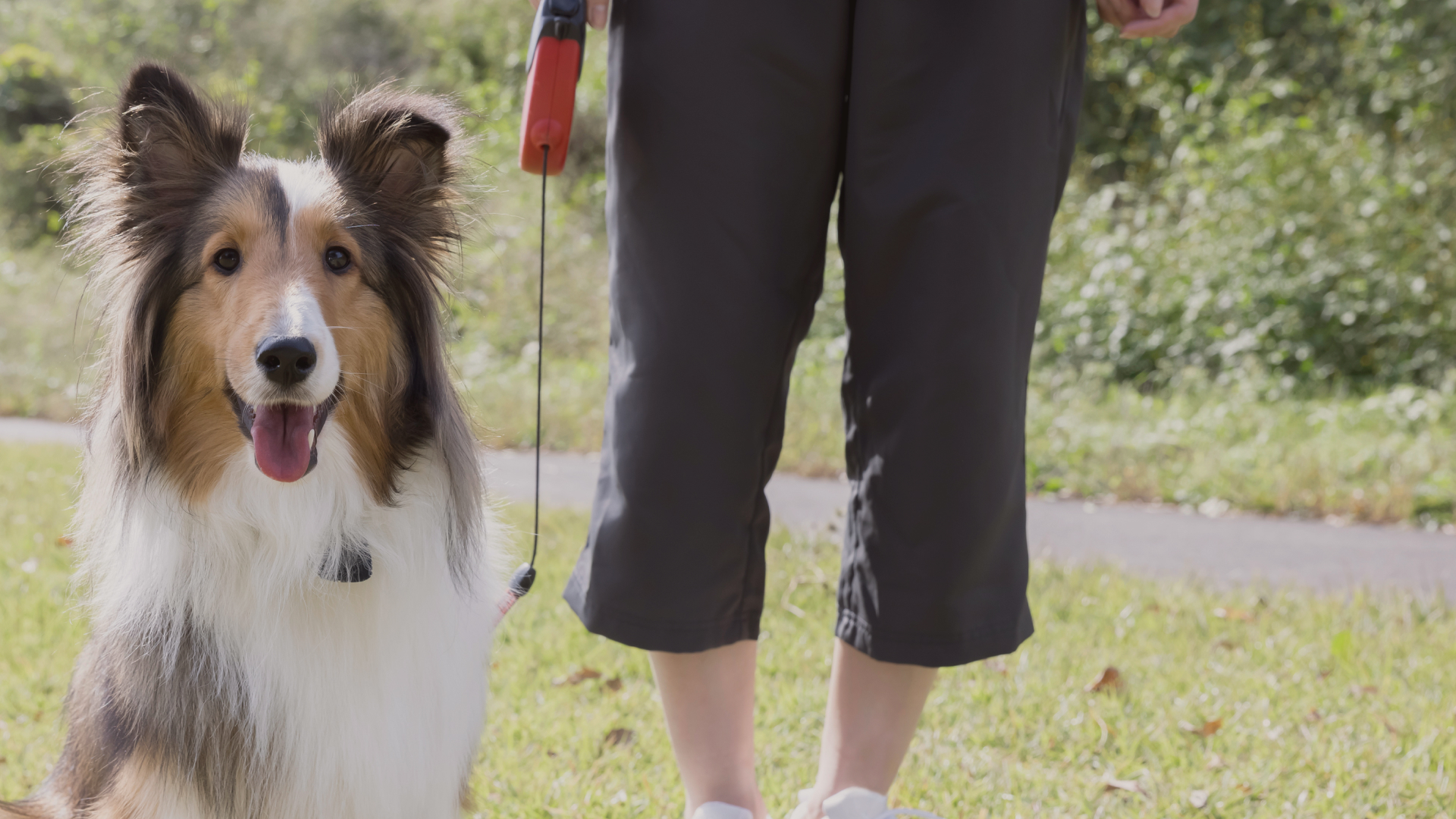 HOME - 仔犬のしつけなら泉佐野市のわんちゃんの幼稚園Comfy（コンフィ）